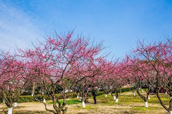 杭州超山梅花开了吗2021 杭州超山梅花节活动汇总