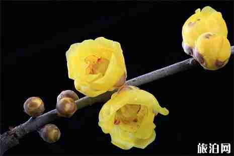 2019南京公園年卡 辦理地點+附官網鏈接+攻略