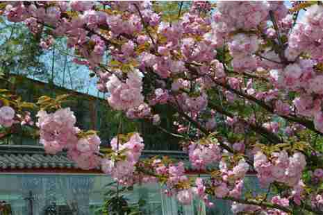 南京六大赏樱花胜地