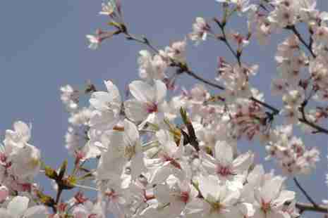 南京六大赏樱花胜地