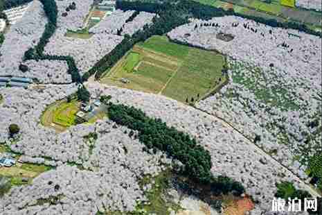 安顺平坝樱花园周边有什么好玩的 附直通樱花园信息