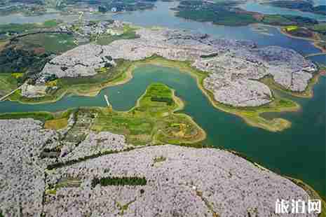 安顺平坝樱花园周边有什么好玩的 附直通樱花园信息
