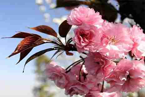 2019青白江樱花节超详细赏花攻略+线路推荐