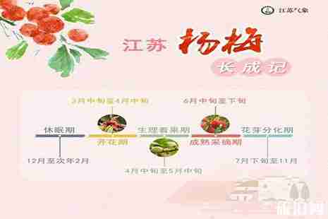 江苏杨梅采摘园推荐 附最佳采摘时间