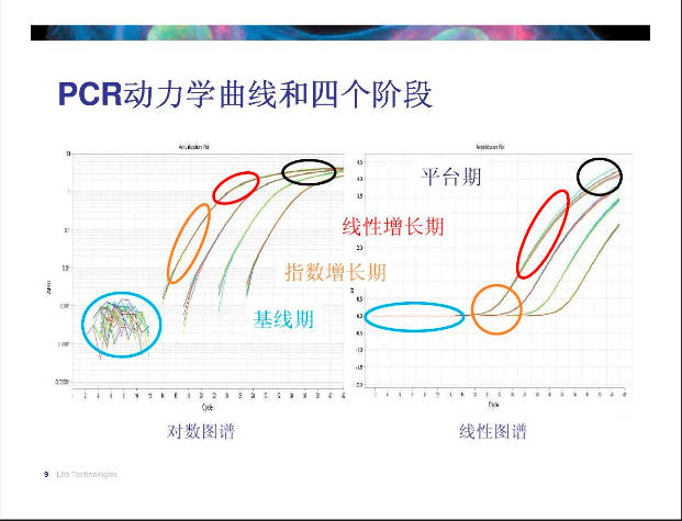 pcr检查是什么意思，PCR是核酸检测过程中所采用的一项技术手段