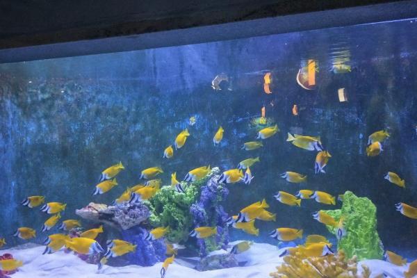 2021南寧海底世界門票多少錢一張 南寧海底世界表演時(shí)間、開館時(shí)間