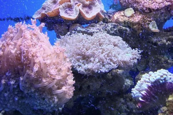 2021南寧海底世界門票多少錢一張 南寧海底世界表演時(shí)間、開館時(shí)間