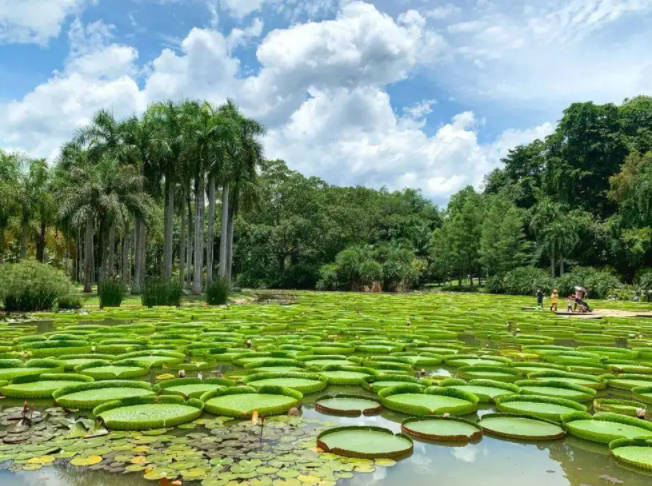 西双版纳旅游攻略必去景点,西双版纳七大打卡景点推荐