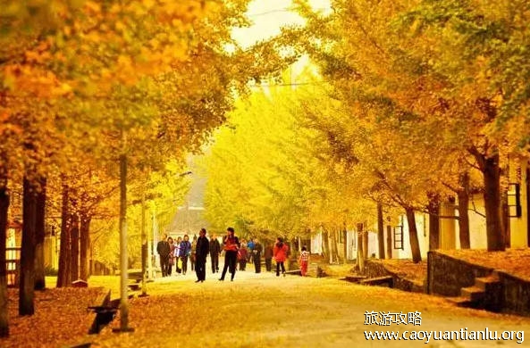 南雄银杏最佳观赏期,11月到12月份(帽子峰森林公园和坪田镇银杏公园)