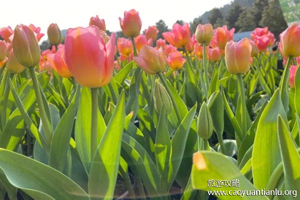 重庆哪里有郁金香花海2023