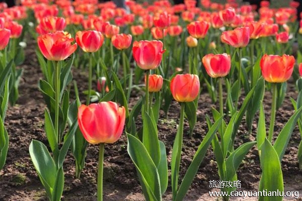 重庆哪里有郁金香花海2023