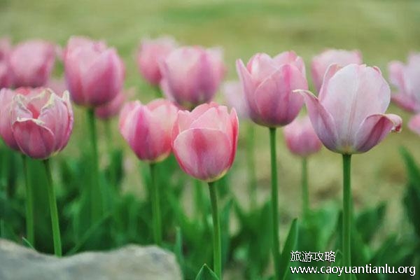 重庆哪里有郁金香花海2023