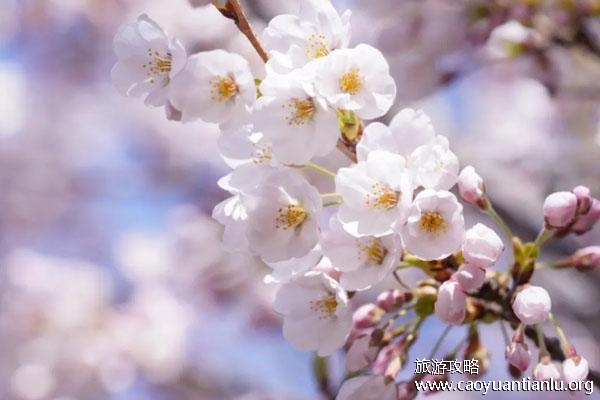 大连赏樱花的地方有哪些 大连樱花最佳观赏地点