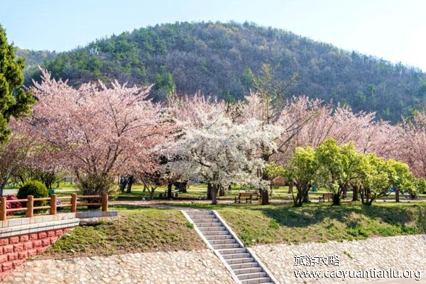 大连赏樱花的地方有哪些 大连樱花最佳观赏地点 大连赏樱花的地方有哪些 大连樱花最佳观赏地点