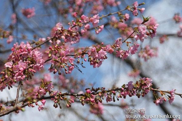大连赏樱花的地方有哪些 大连樱花最佳观赏地点 大连赏樱花的地方有哪些 大连樱花最佳观赏地点