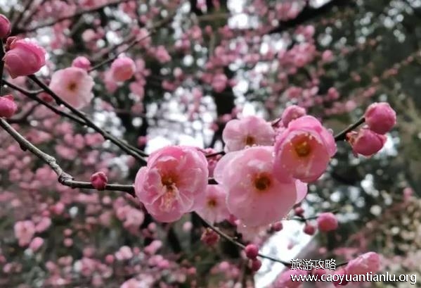 怎么拍梅花好看 跟梅花拍照怎么拍好看 怎么拍梅花好看 跟梅花拍照怎么拍好看