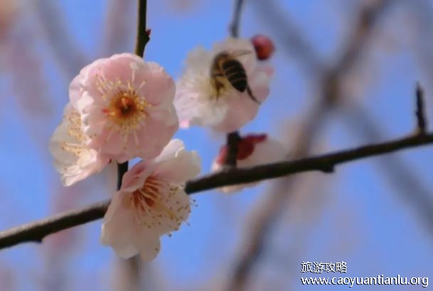 怎么拍梅花好看 跟梅花拍照怎么拍好看 怎么拍梅花好看 跟梅花拍照怎么拍好看