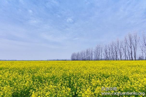 油菜花怎么拍照才好看