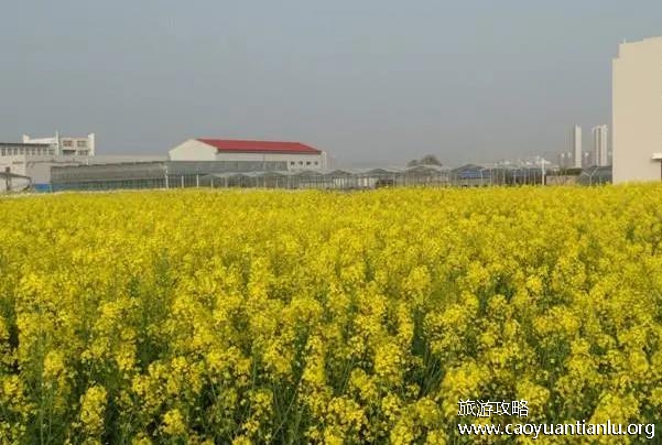 油菜花怎么拍照才好看