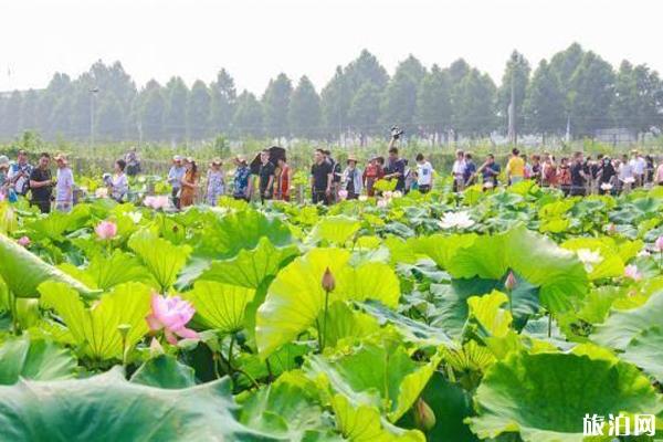 2020靖江东进荷花节时间和地址