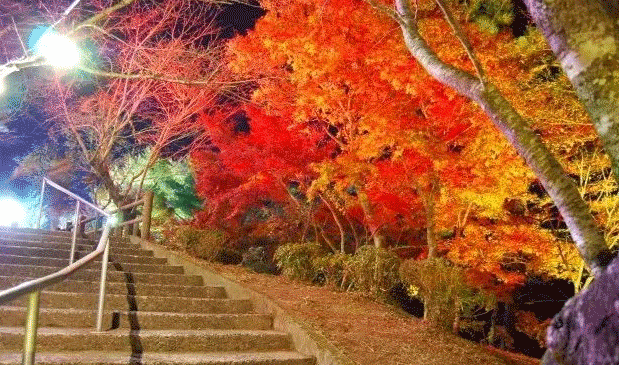 日本秋天赏枫去哪-最佳观赏时间及地点