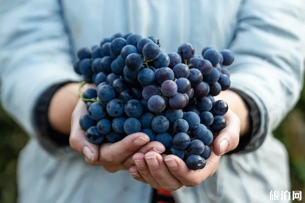贵阳葡萄采摘园在哪里-最佳采摘时间