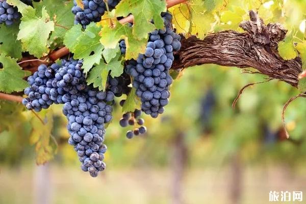 貴陽葡萄采摘園在哪里-最佳采摘時間