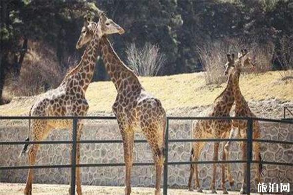 沈陽森林動物園游玩攻略 交通指南+路線推薦