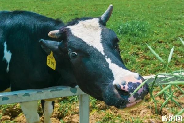 四川牧场有哪些 德阳牧场在哪里德阳周边好玩的地方