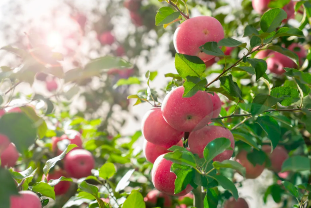 天津秋天水果采摘去哪里 水果采摘最佳时间