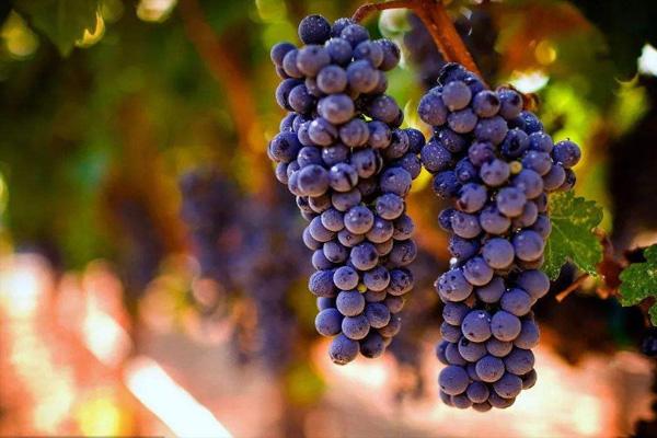 天津秋天水果采摘去哪里 水果采摘最佳时间