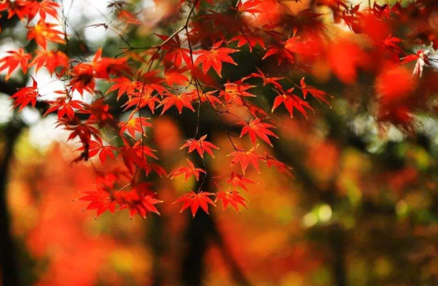 北京红叶最早的地方2020 北京红叶最早的地方2020