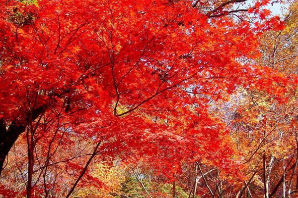 北京红叶最早的地方2020