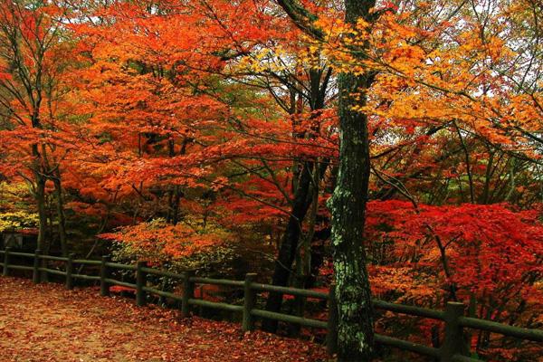 2020四川红叶最佳观赏地点及时间