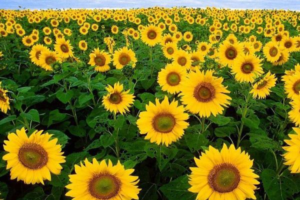 深圳向日葵公园在哪