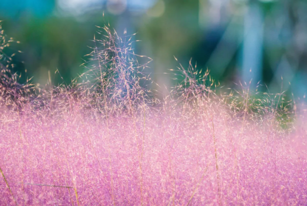 2020天津葛沽镇曲苑花溪公园开园时间