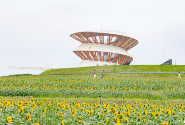 深圳11月哪里有花看 深圳粉黛乱子草哪里看