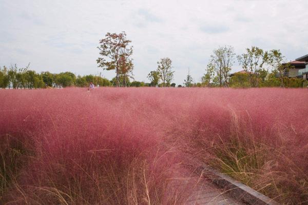 深圳11月哪里有花看 深圳粉黛乱子草哪里看