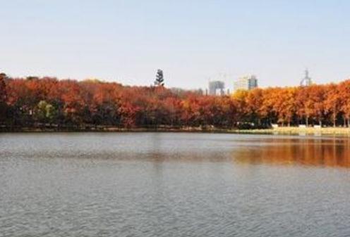 武汉秋天哪有银杏和红叶