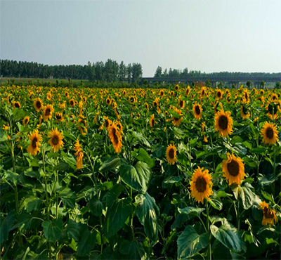 武汉最适合郊游的地方