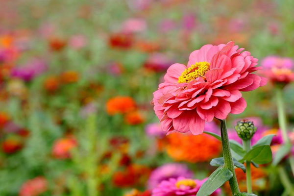 适合三月份欣赏的花有哪些 武汉哪些地方可以赏花