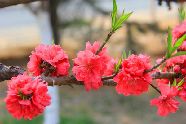 1550564868188473.jpg 112.jpg