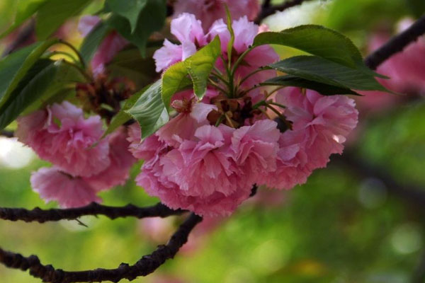 1550564877496304.jpg 113.jpg