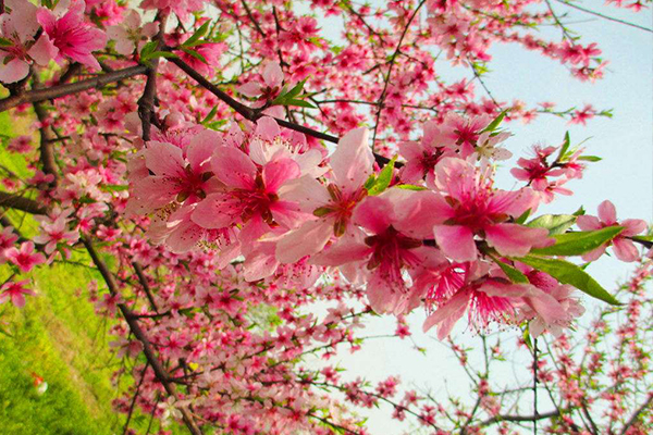 1551254135232849.jpg 4.jpg