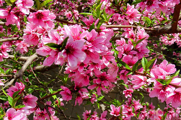 1551254032616701.jpg 3.jpg