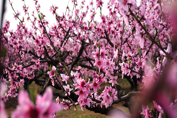 杨店桃花节是几月几日 杨店桃花节2019（时间+门票）