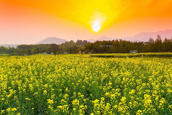 2019沙洋油菜花节时间 荆州沙洋油菜花节自驾游路线