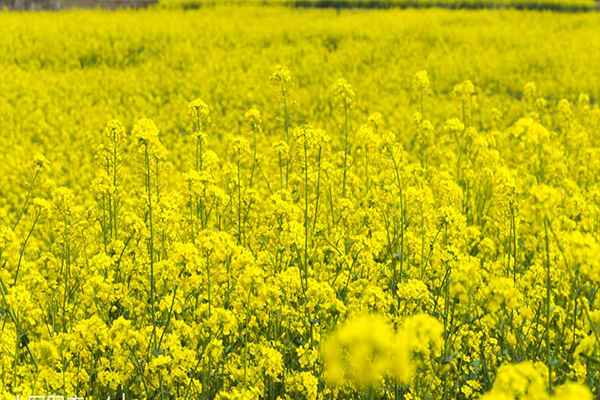 1552284704667862.jpg 2.jpg