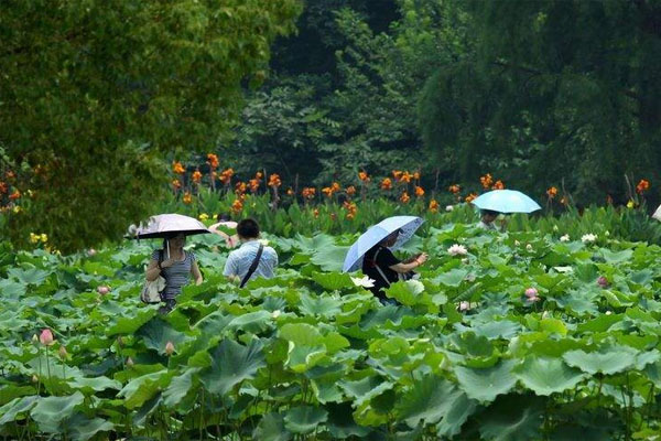 東湖磨山:荷園花期 6月~9月,洪山區東湖磨山荷花園沙湖公園:花期6月