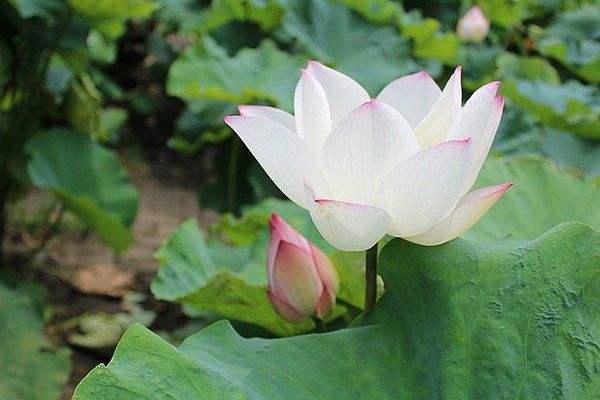 武汉哪里赏荷花 武汉六大赏荷点（地址+门票）